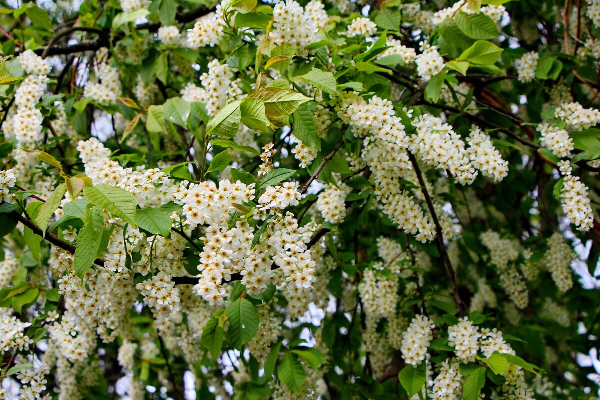 Подмосковье. Май месяц - Тамара Вебер