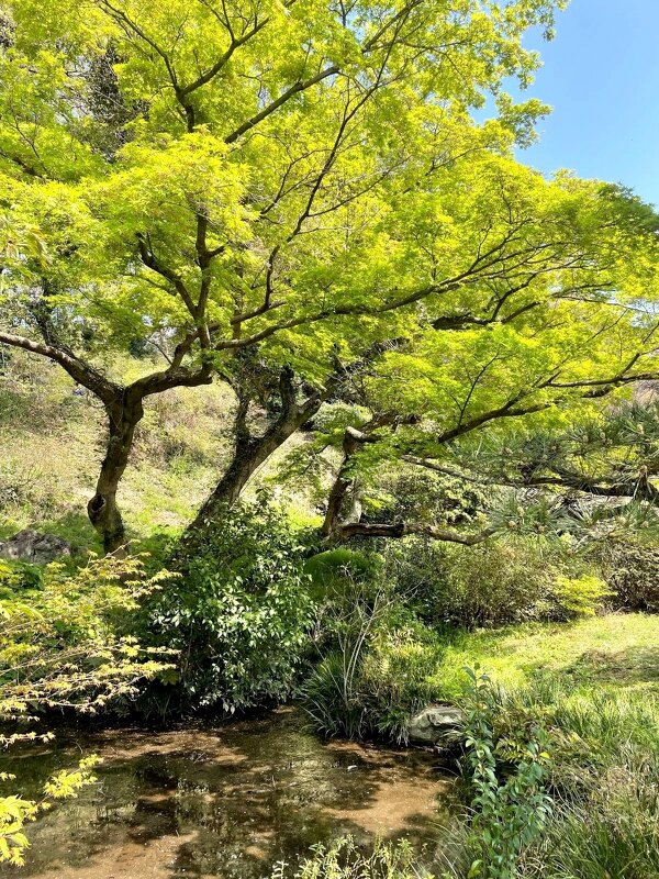 Майский пейзаж - Елена 