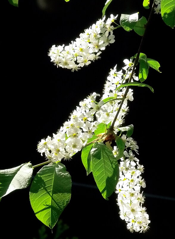 Черёмуха - Елена Черёмуха - Елена