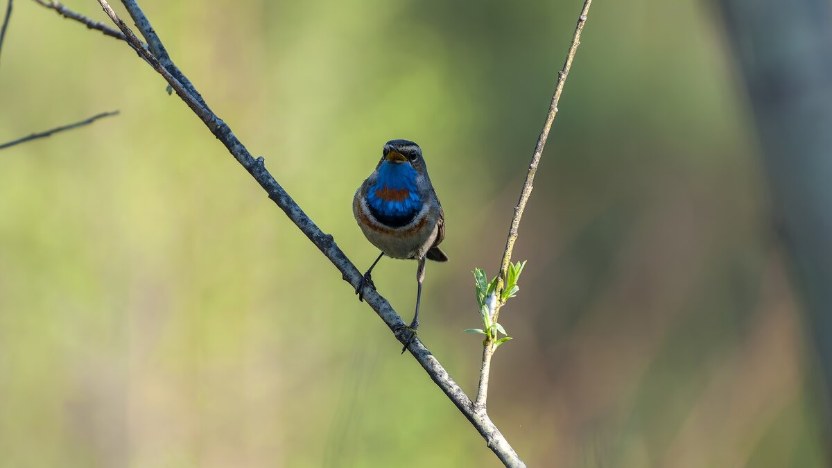 Варакушка. - Вадим Басов