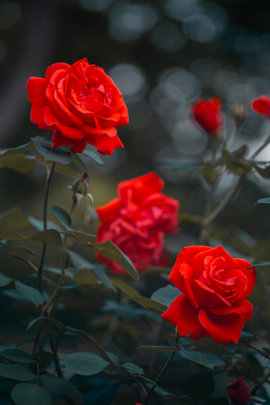 Фестиваль роз в Ханчжоу - Дмитрий Фестиваль роз в Ханчжоу - Дмитрий