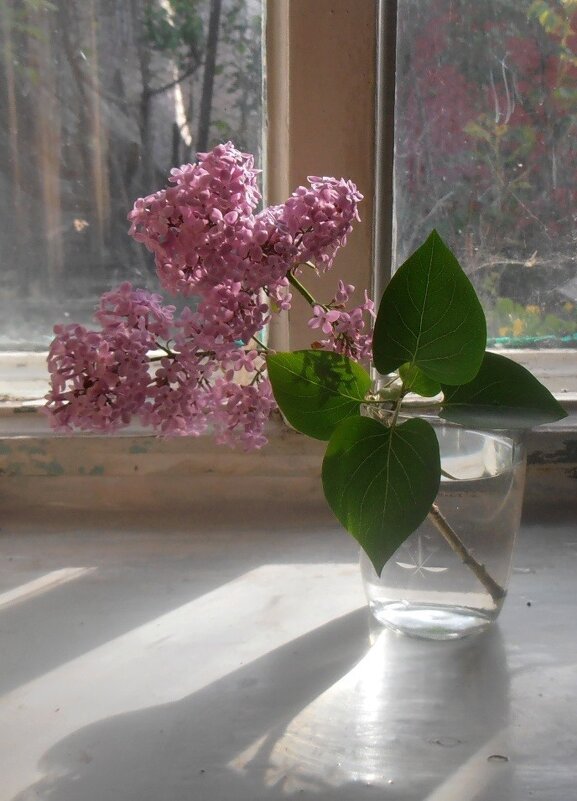 Ветка сирени - Наталья Ветка сирени - Наталья