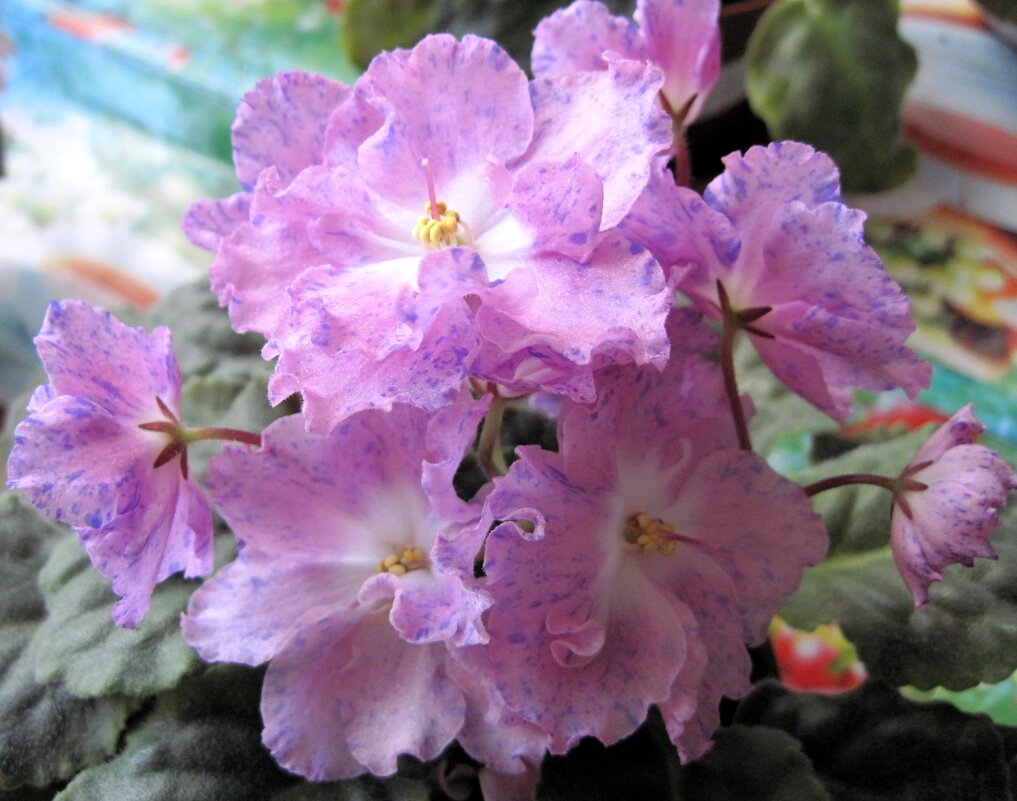 Фиалка в крапинку. - Ирина *** Фиалка в крапинку. - Ирина ***