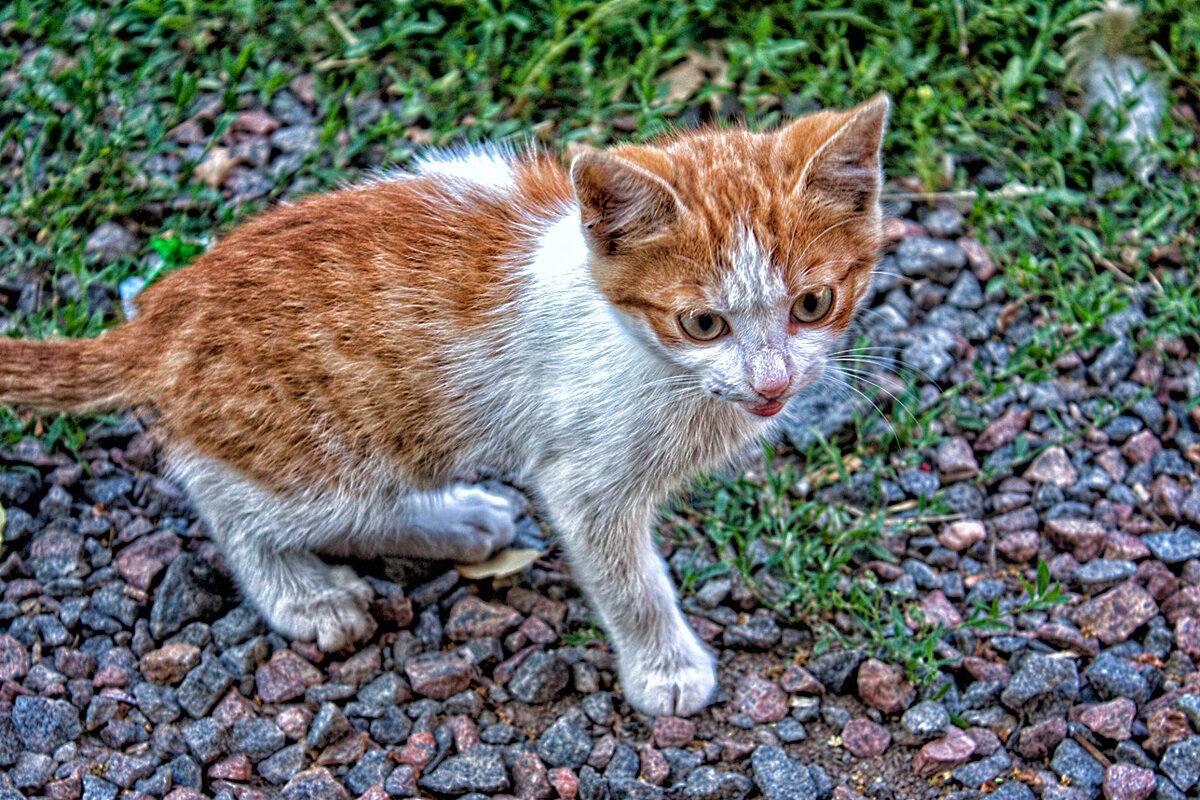 КОТЁНОК - Анатолий Малобродский