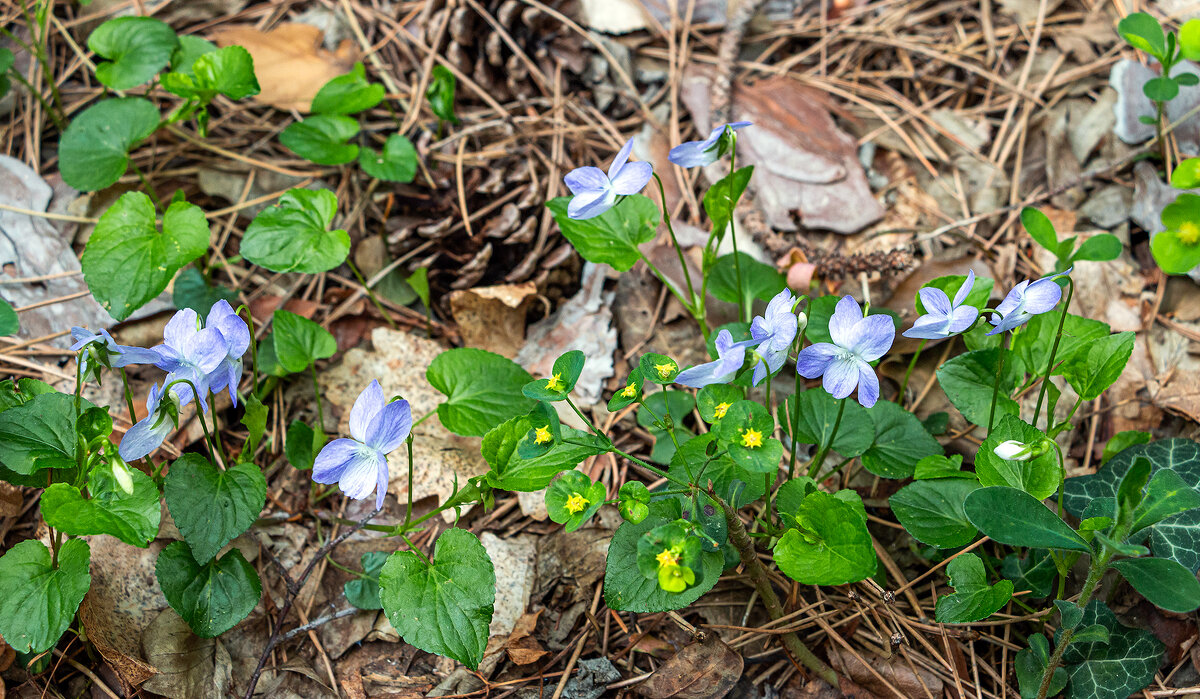 Из лесной чащобы - Юрий Яловенко