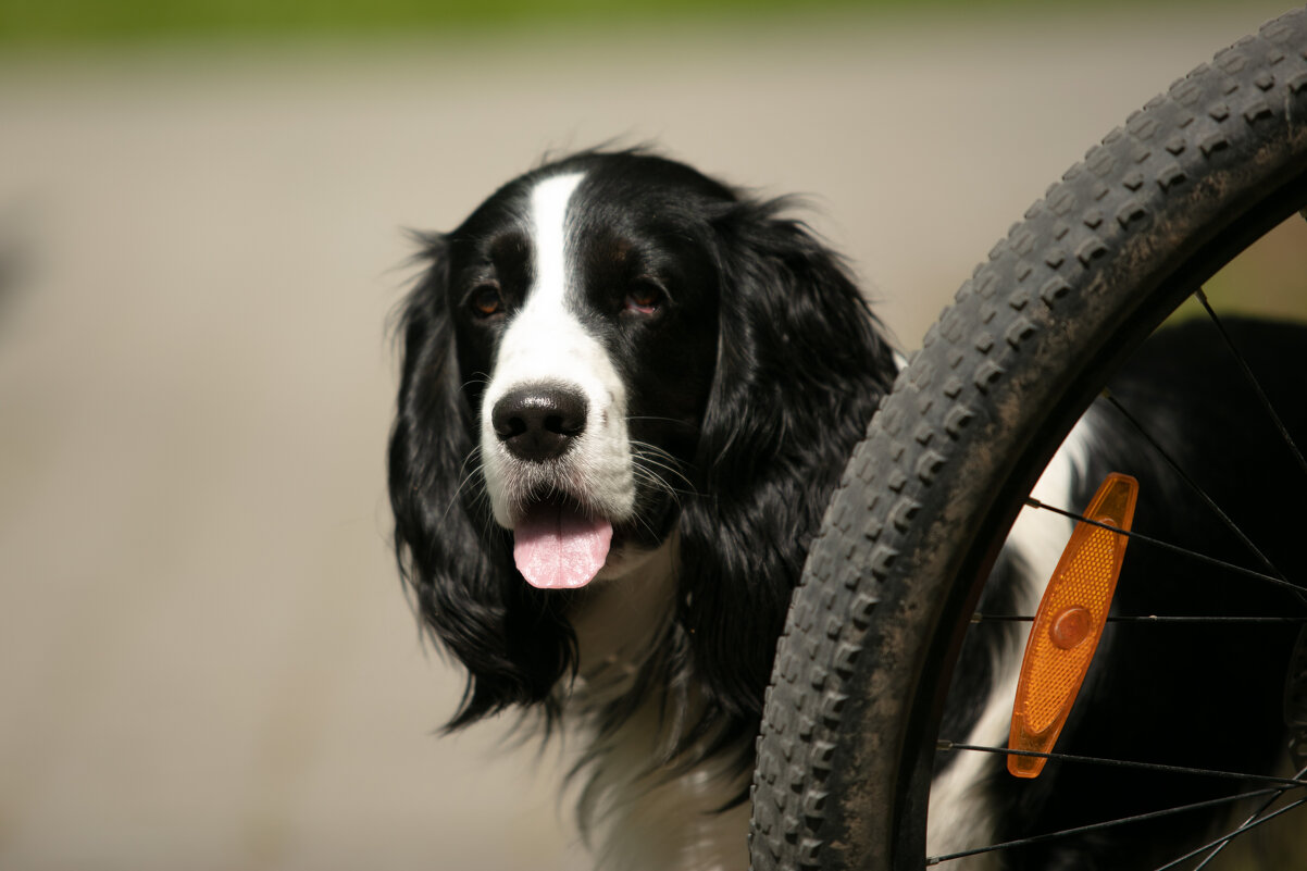 в ожидании хозяина - Павел Кошалеф в ожидании хозяина - Павел Кошалеф