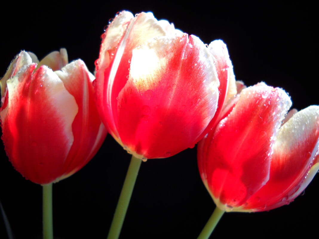 Тюльпаны - Victoria Тюльпаны - Victoria