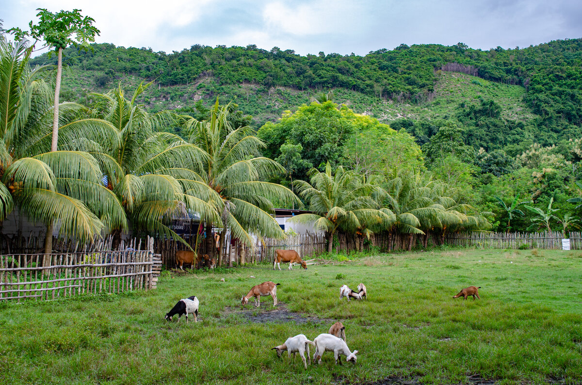 Индонезийская деревня. - Вячеслав Хаванский Индонезийская деревня. - Вячеслав Хаванский