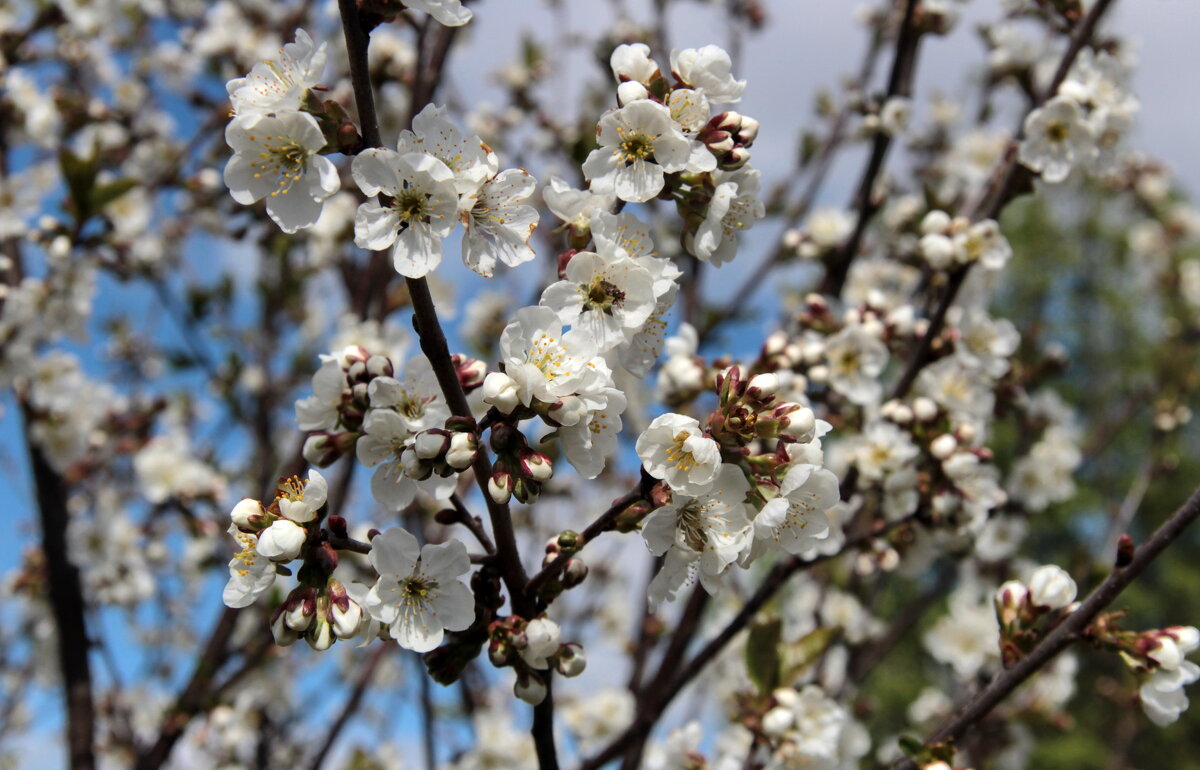 Цветущий май. - Маргарита ( Марта ) Дрожжина Цветущий май. - Маргарита ( Марта ) Дрожжина