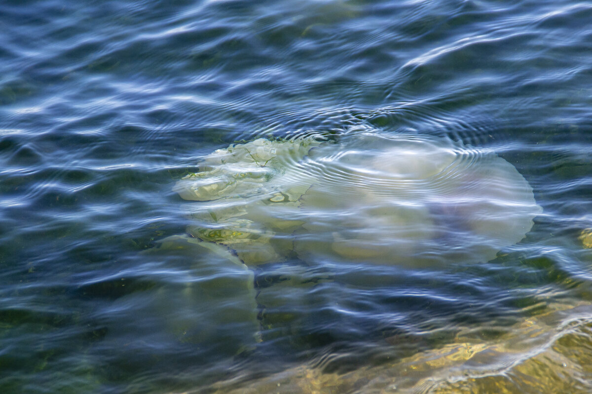 бич моря медузы. - petyxov петухов бич моря медузы. - petyxov петухов