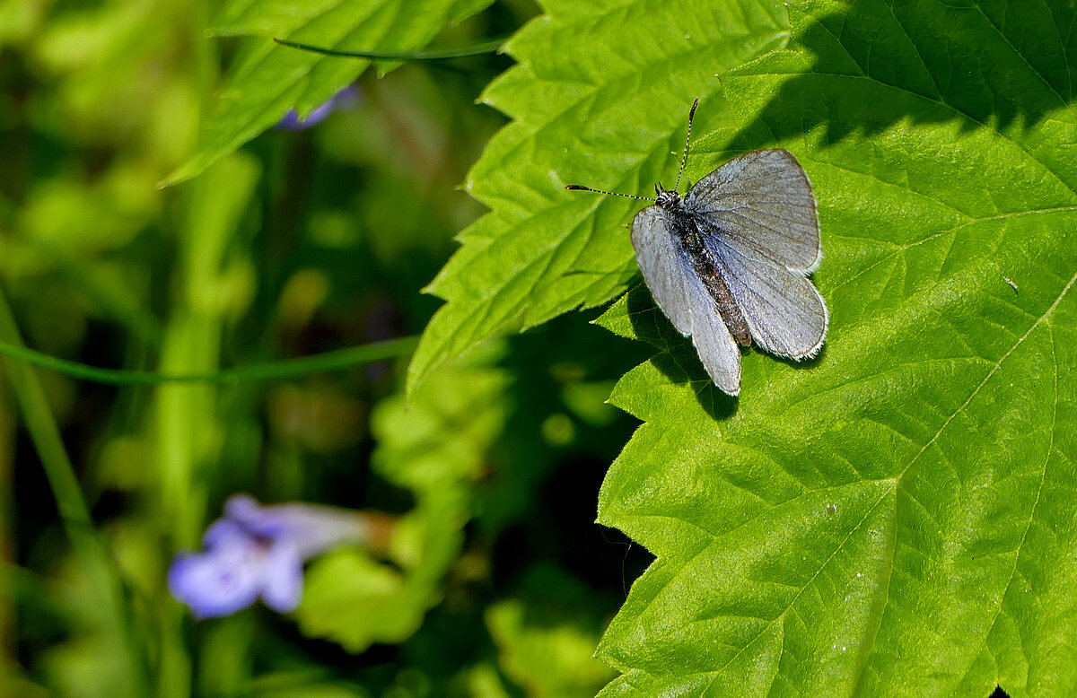 бабочки, снятые 7 мая 8 - Александр Прокудин бабочки, снятые 7 мая 8 - Александр Прокудин