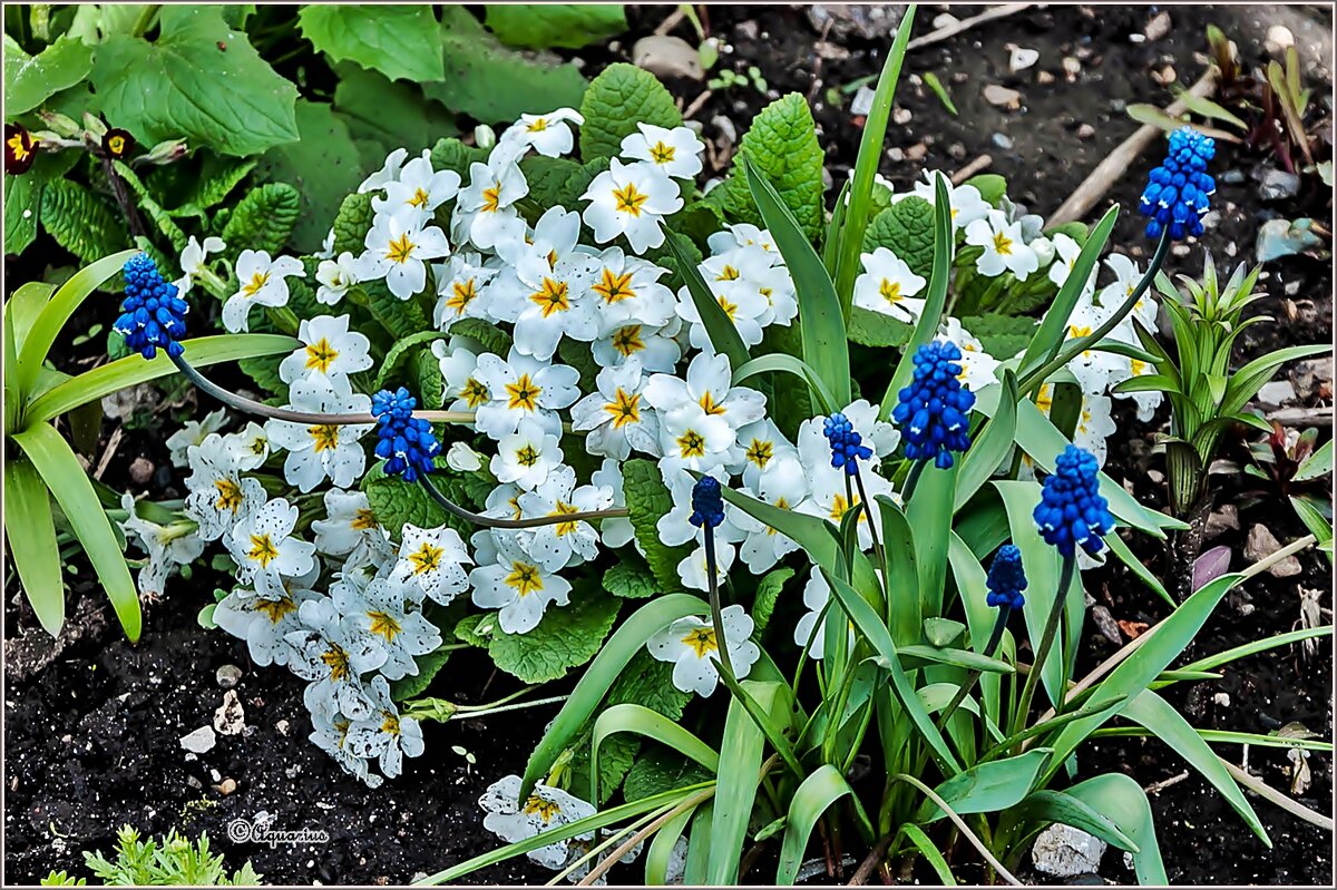 Май... - Aquarius - Сергей Май... - Aquarius - Сергей