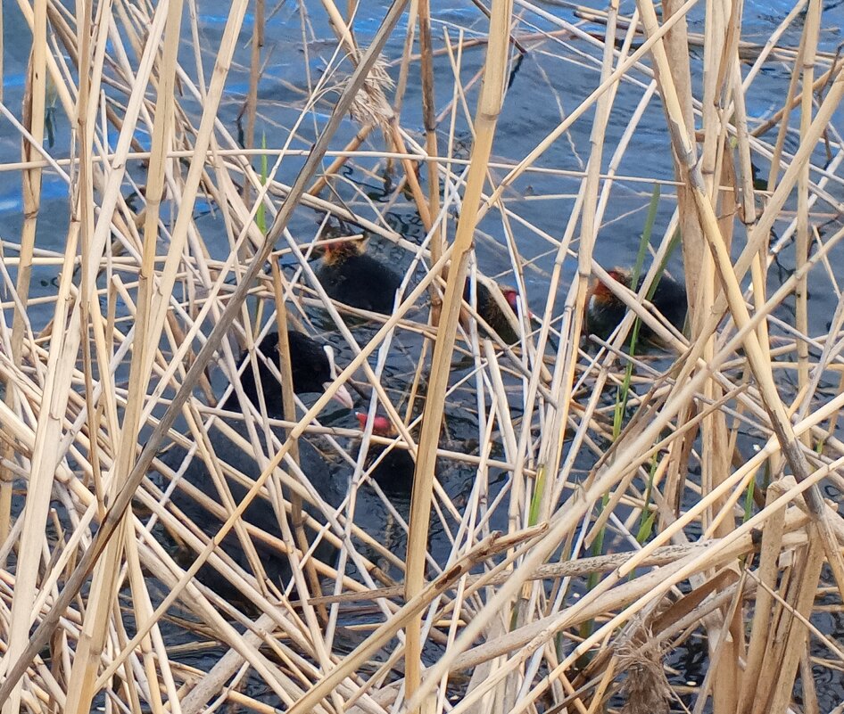 Лысухи - Сапсан 