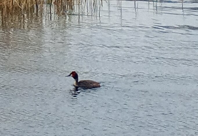 Чомга - Сапсан 