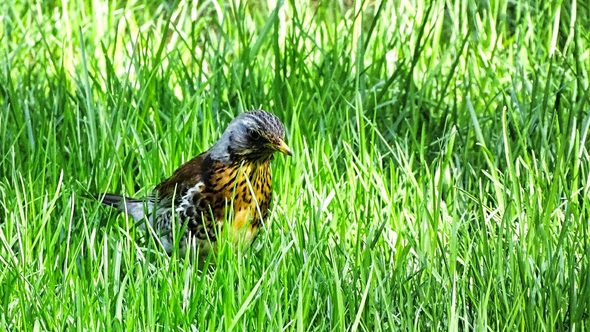 Дрозд на охоте за червями - Милешкин Владимир Алексеевич Дрозд на охоте за червями - Милешкин Владимир Алексеевич