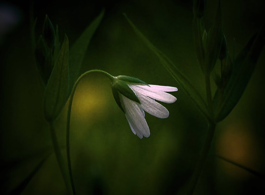 *** - Олег Алексеев