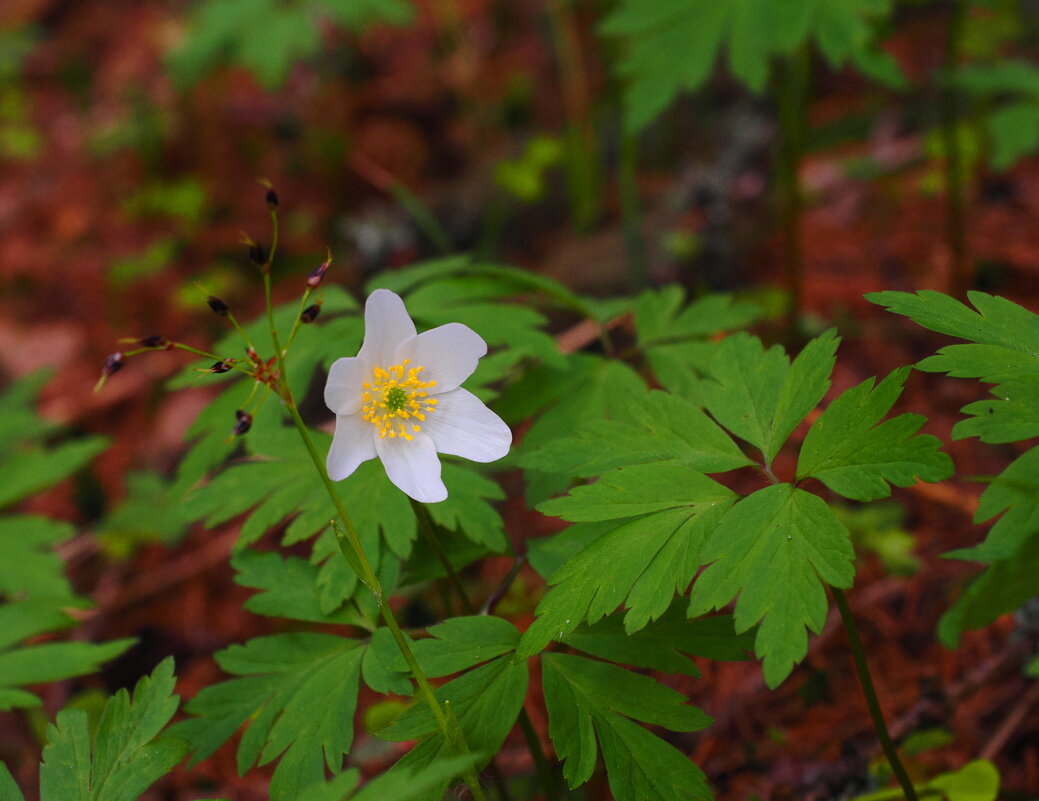 Лето приди-) - Магомед . Лето приди-) - Магомед .