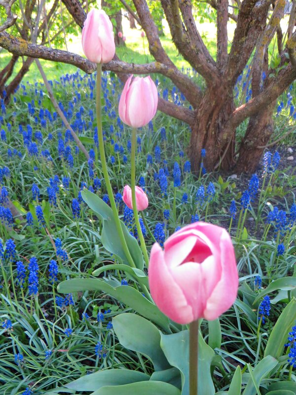 цветы - марта Камушкина