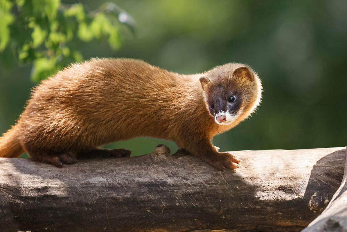 Колонок - SanSan 