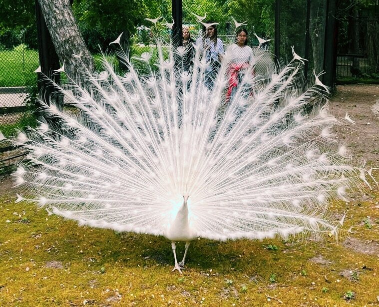 Павлин,мавлин... - Георгиевич Павлин,мавлин... - Георгиевич