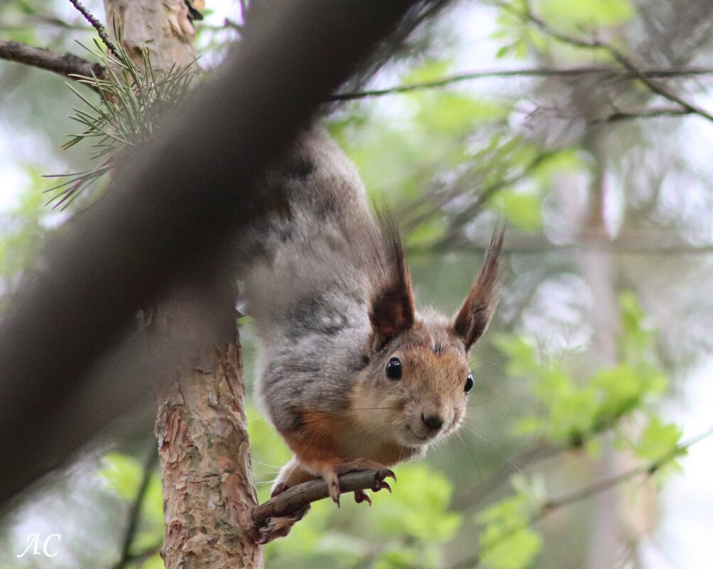 *** - Любовь Сахарова