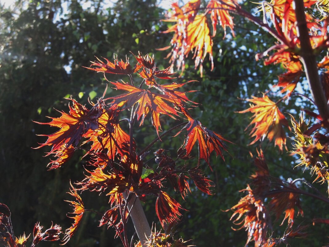 апрельские краски - Елена Шаламова