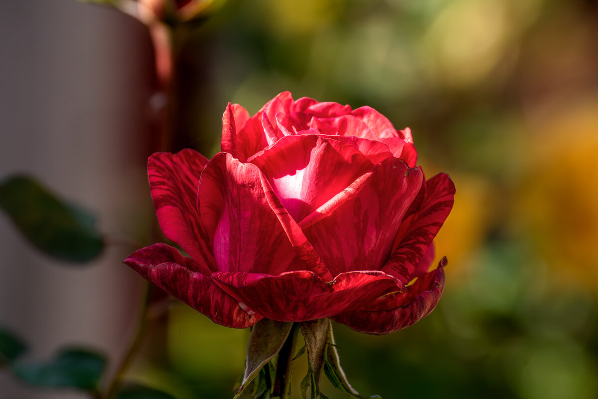 Роза - Игорь Сикорский