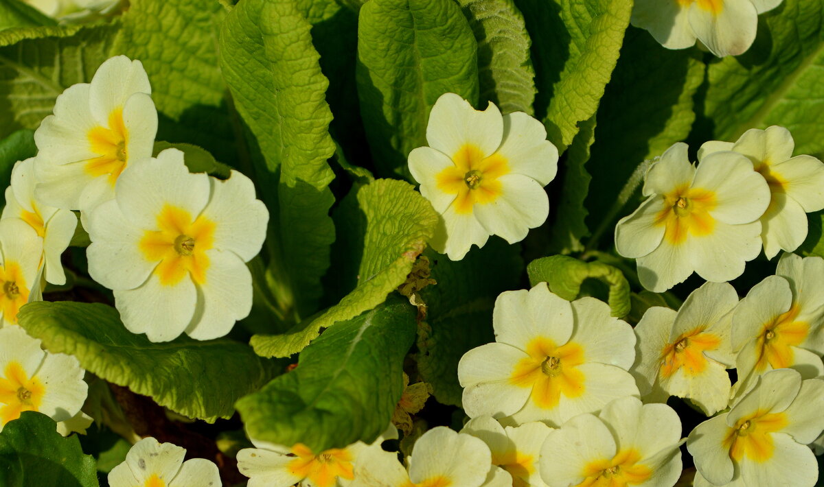 Солнечная примула - Татьяна Лютаева Солнечная примула - Татьяна Лютаева