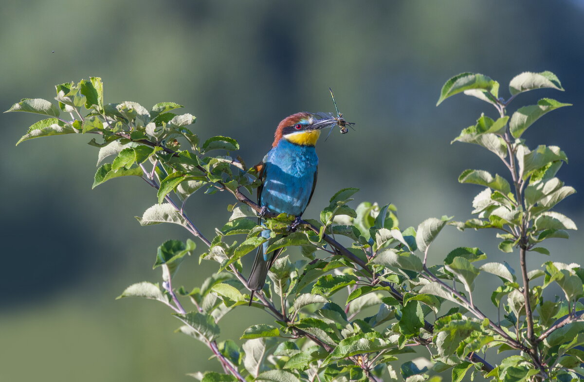 золотистые щурки - юрий макаров золотистые щурки - юрий макаров