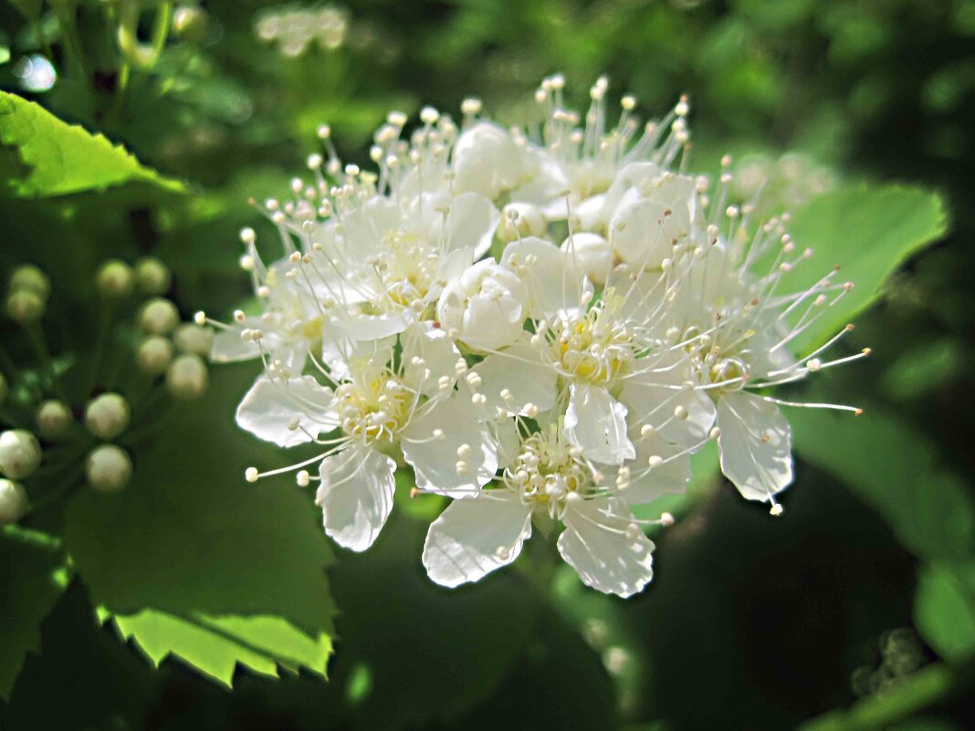 Cпирея - Елена Семигина