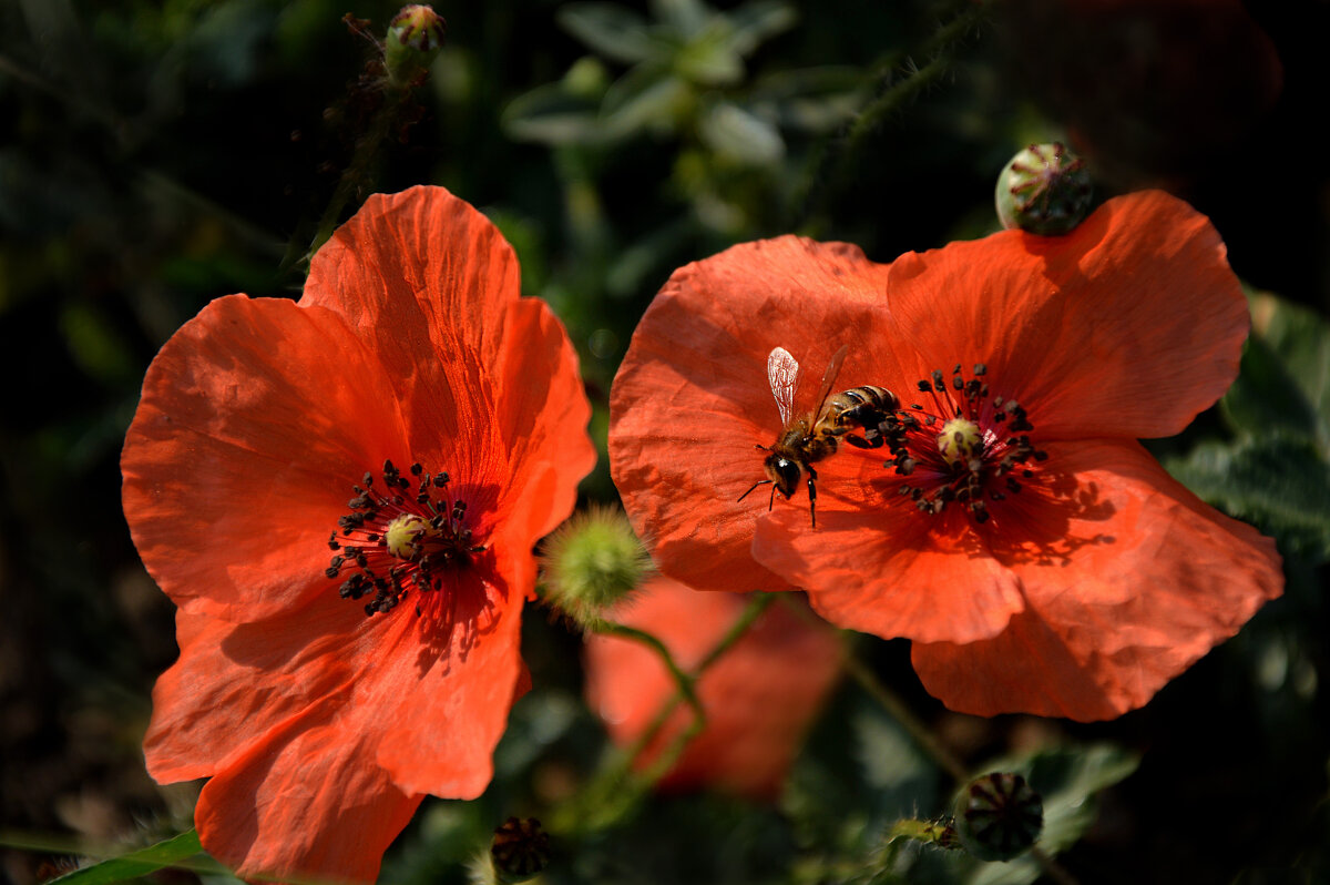 *** - Надежда Куркина *** - Надежда Куркина