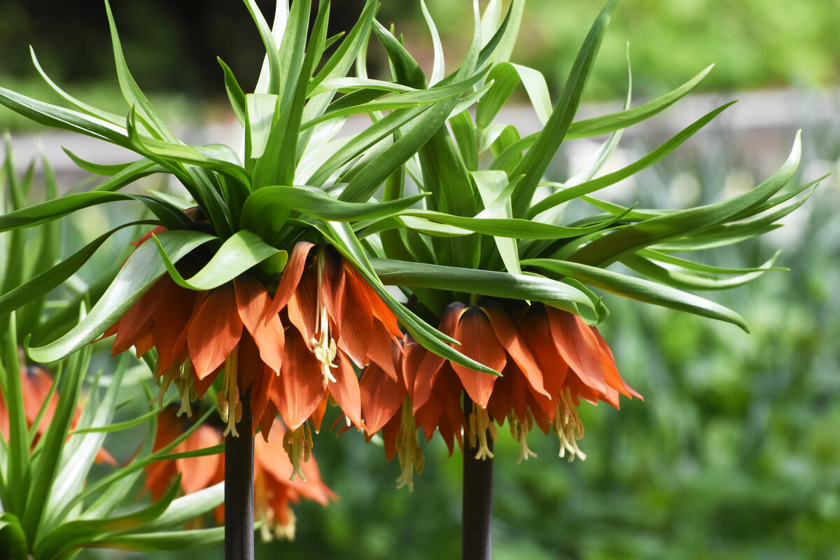 Весна в Ботаническом... - Наташа ***** Весна в Ботаническом... - Наташа *****