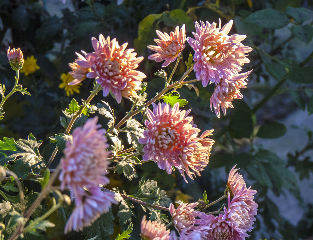 Хризантемы в лучах солнца - Валентин Семчишин Хризантемы в лучах солнца - Валентин Семчишин