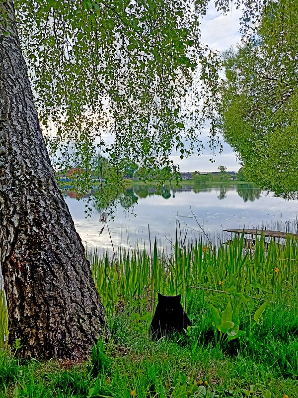 Любуясь природой, хвостатый про рыбу на время забыл.... - Vladimir Semenchukov