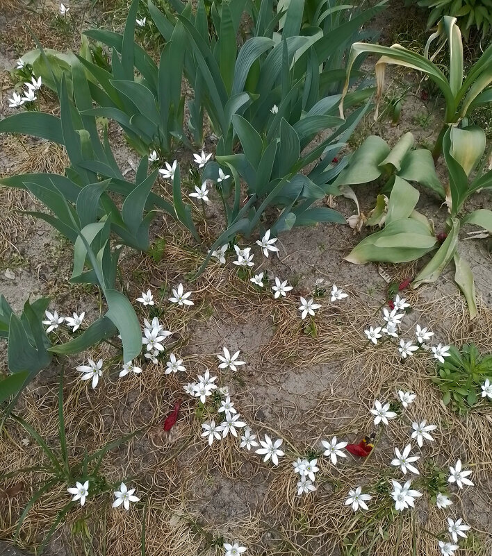 *** - Валентина Береснева