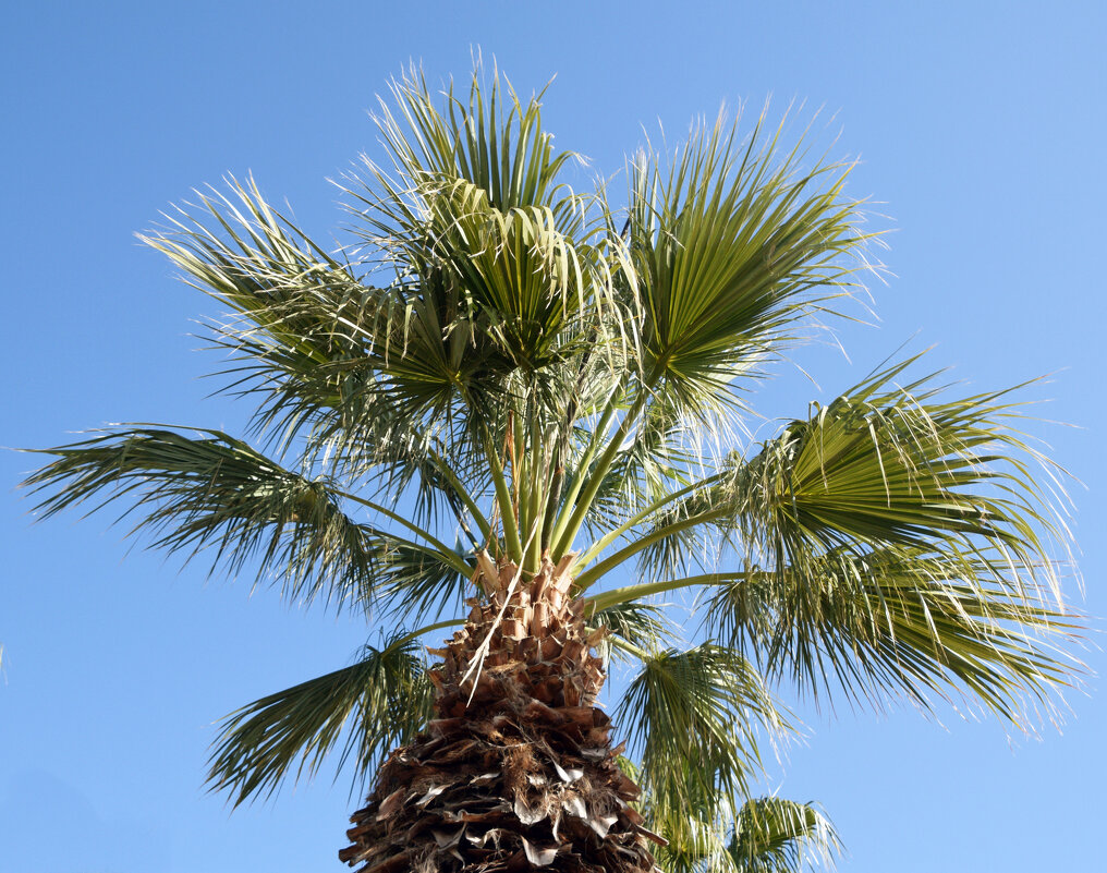 *** - Oleg4618 Шутченко *** - Oleg4618 Шутченко