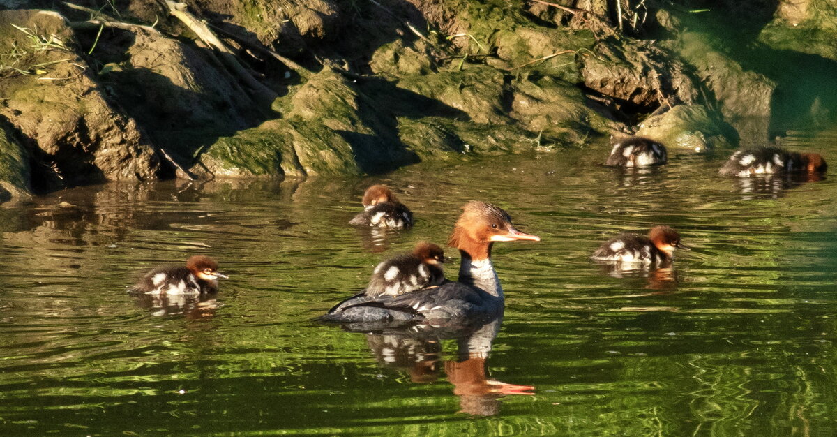 хорошо сижу далеко плыву - vladimir 