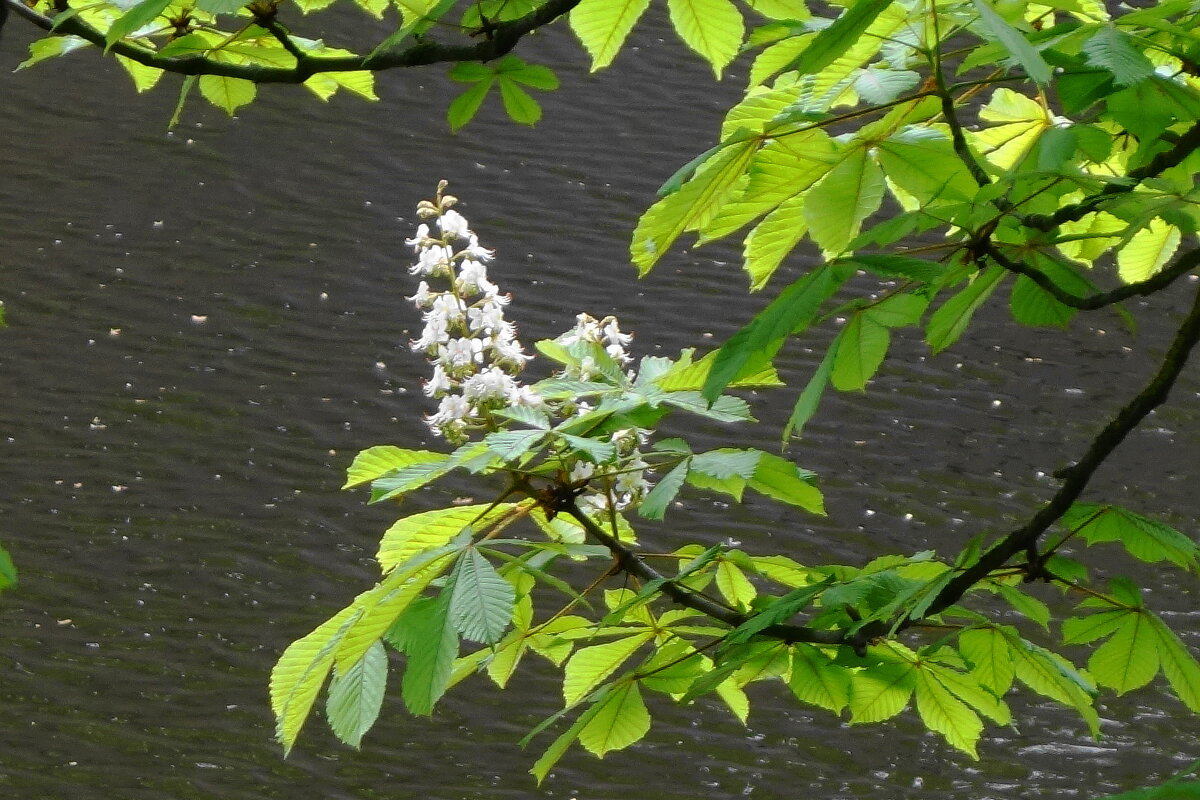 Цветет Каштан - Рита Симонова