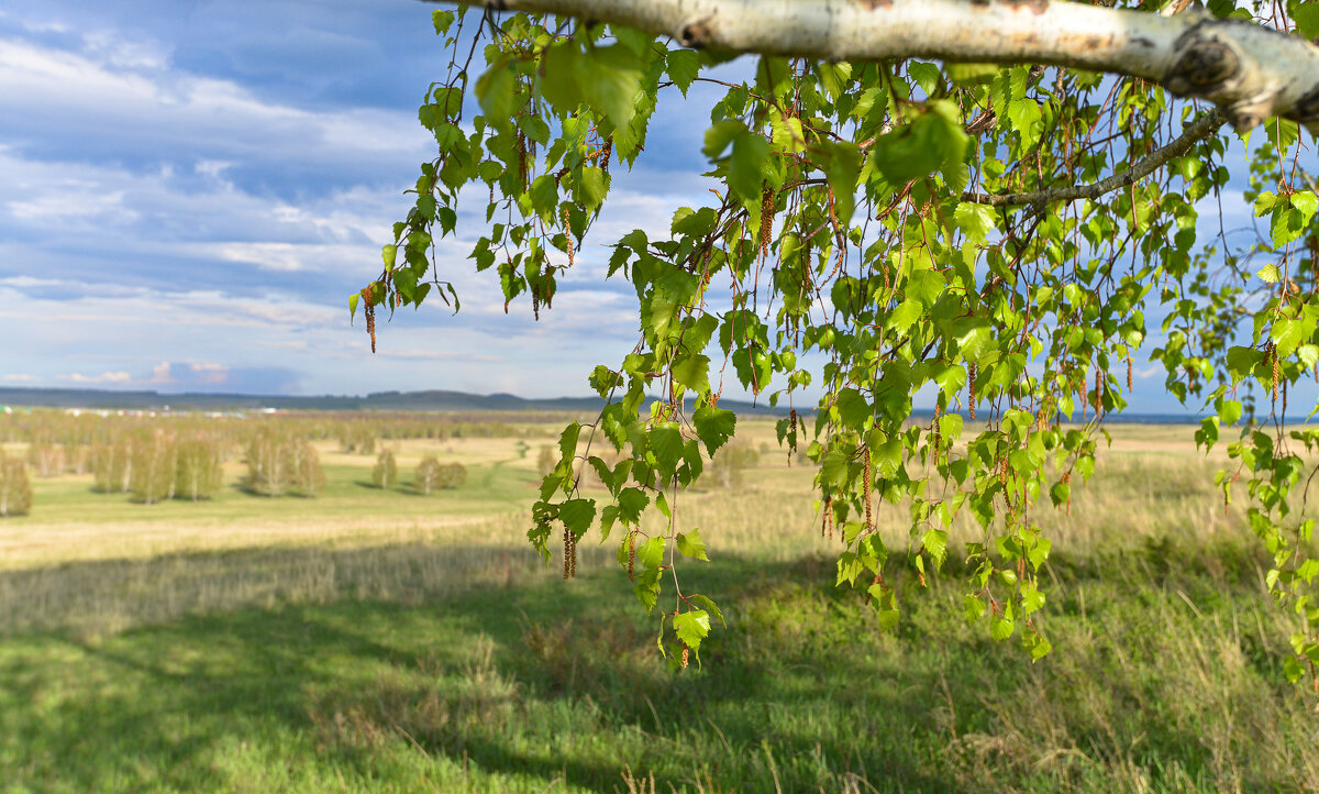 Распустились косы, берёзки молодой ... - Maxxx©  