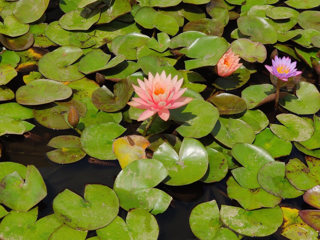 " - Светлана Хращевская " - Светлана Хращевская