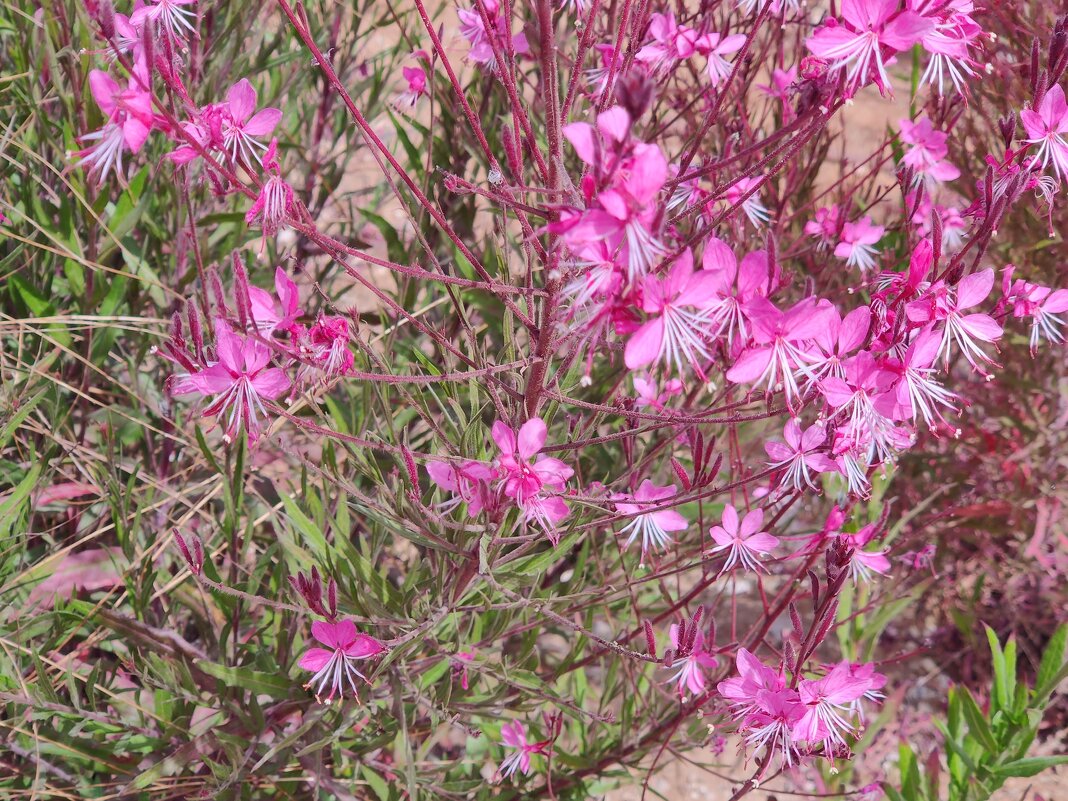 Кипрей - Светлана Хращевская Кипрей - Светлана Хращевская