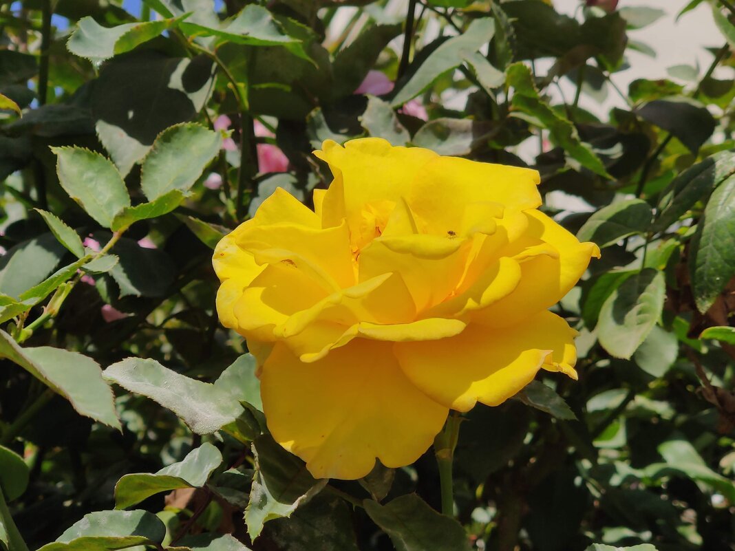 Жёлтая роза - Светлана Хращевская