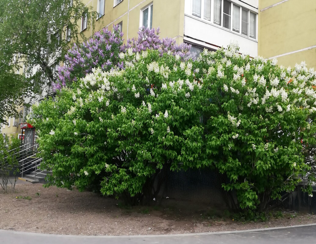 Сирень под окном. - Ольга Довженко Сирень под окном. - Ольга Довженко