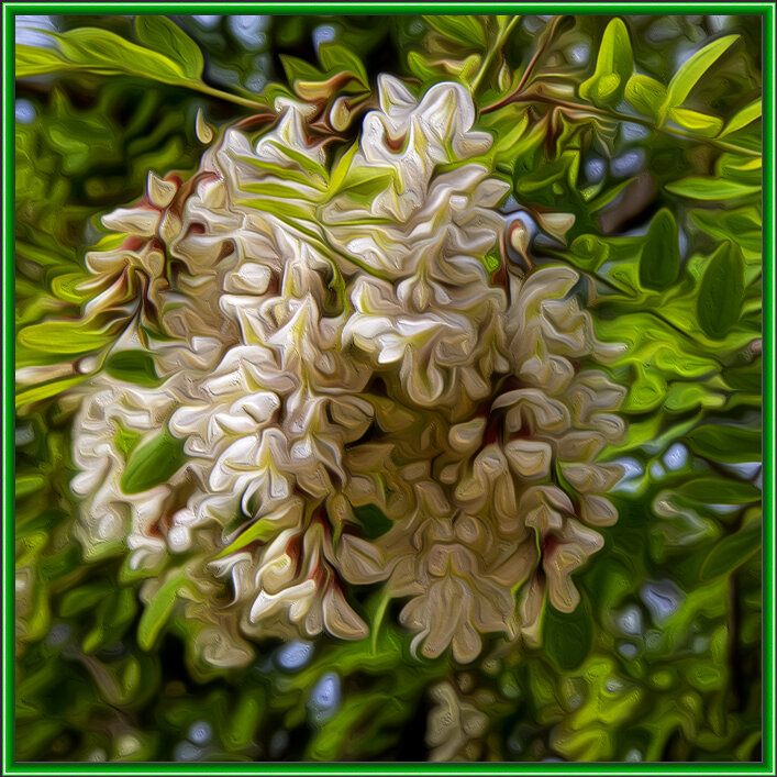 Акация - Анатолий Чикчирный