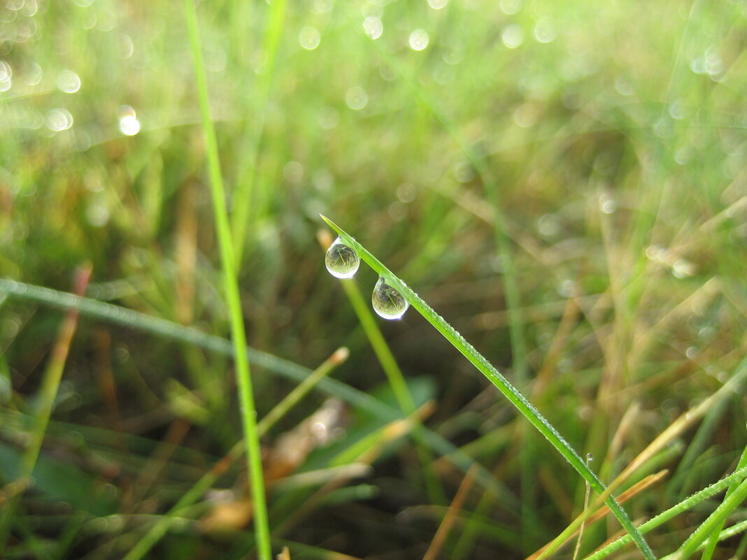 По росе - Anna Ivanova По росе - Anna Ivanova