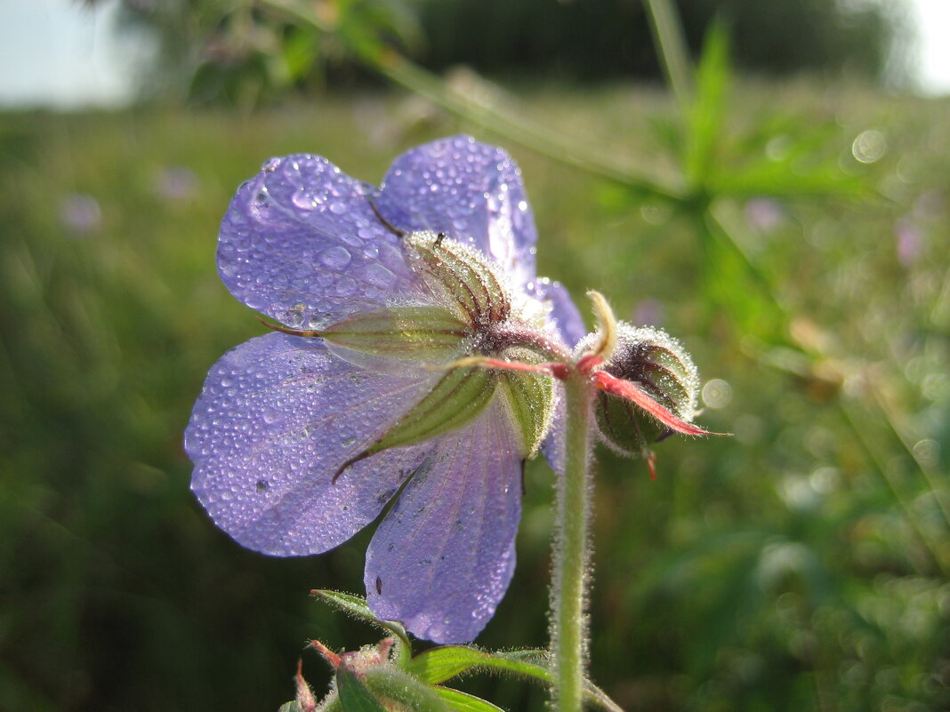 Утро - Anna Ivanova Утро - Anna Ivanova
