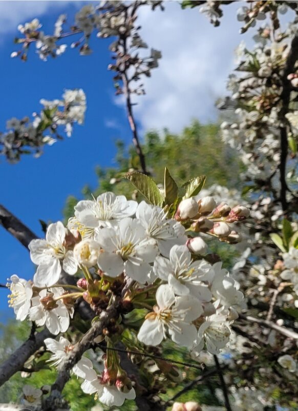 Цветение - Вера (makivera)