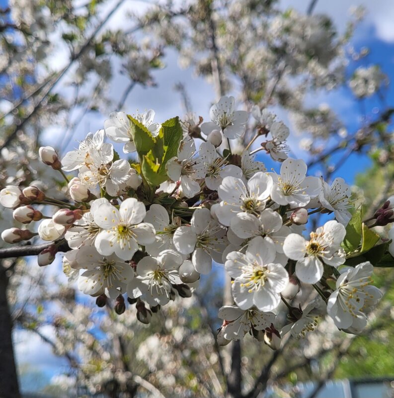 Холодный май - Вера (makivera)