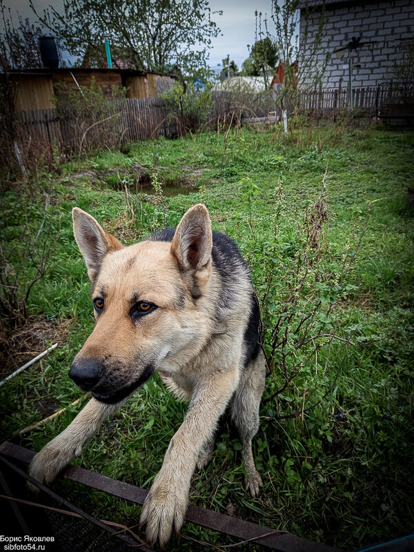 Ну привет, сосед! - Борис Яковлев Ну привет, сосед! - Борис Яковлев