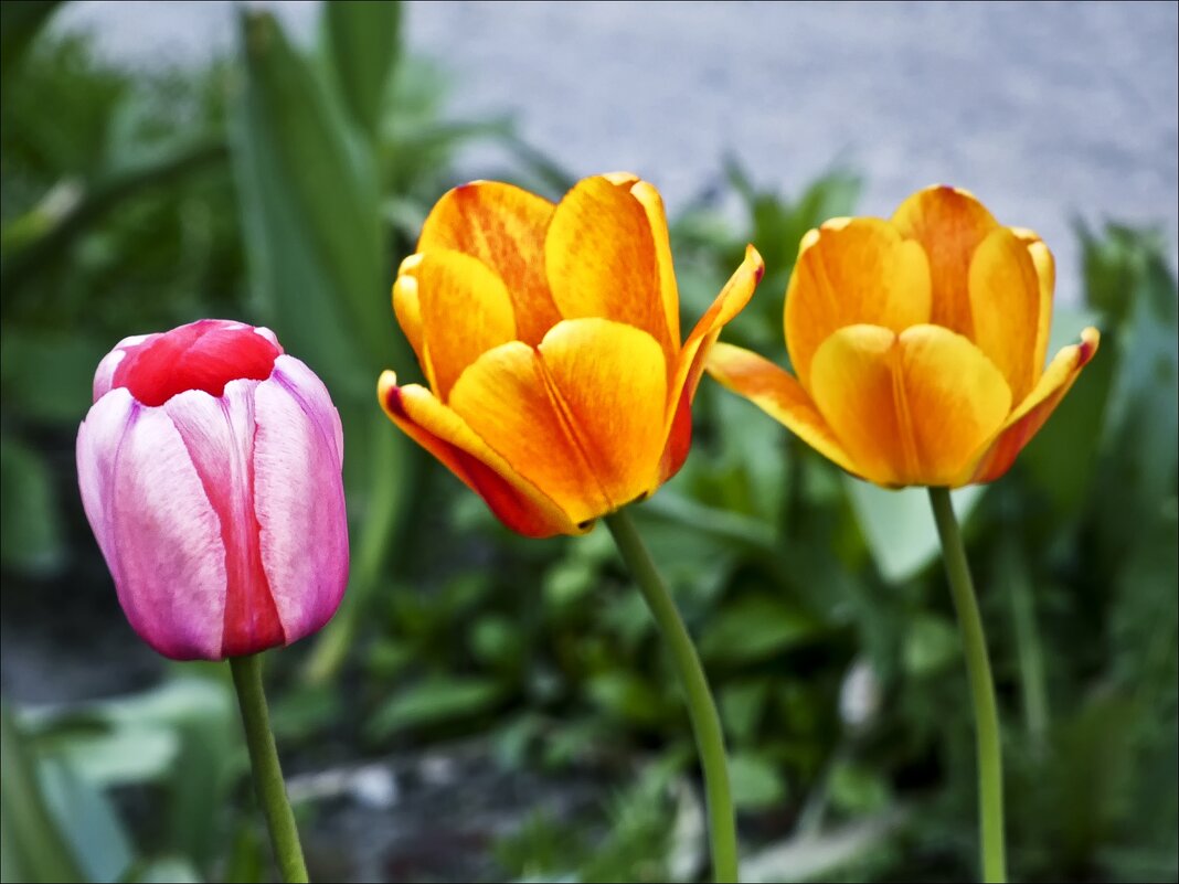 Майское трио - Валентина *